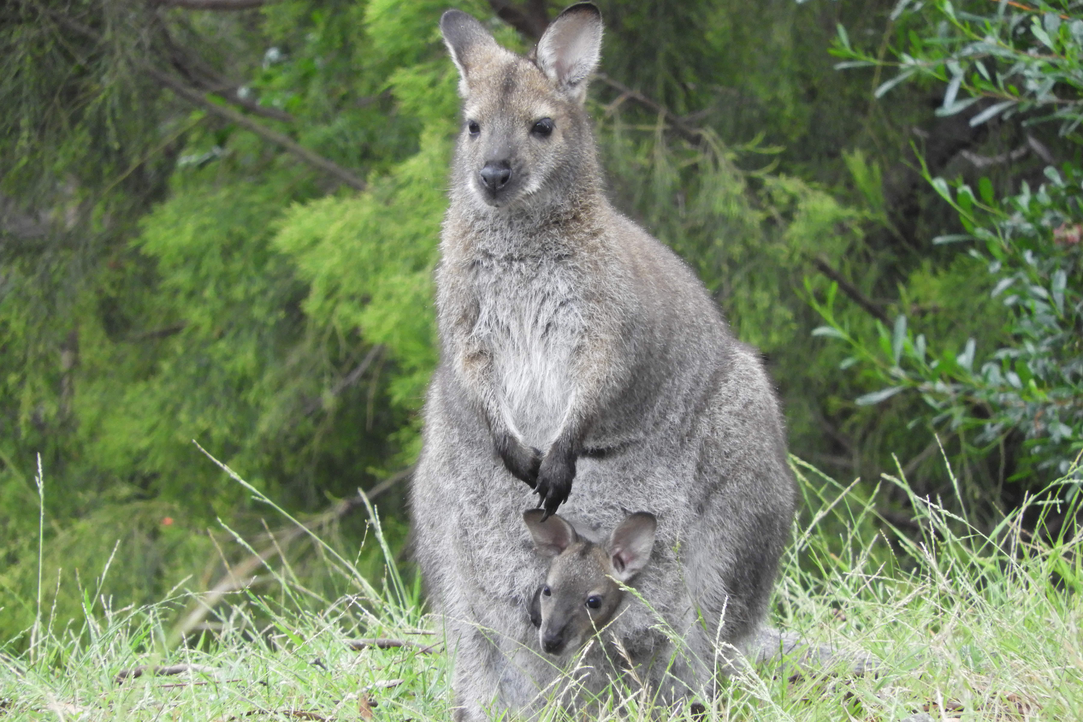 A Bennett’s wallaby with a joey on Catherine and David’s Mount Rumney property