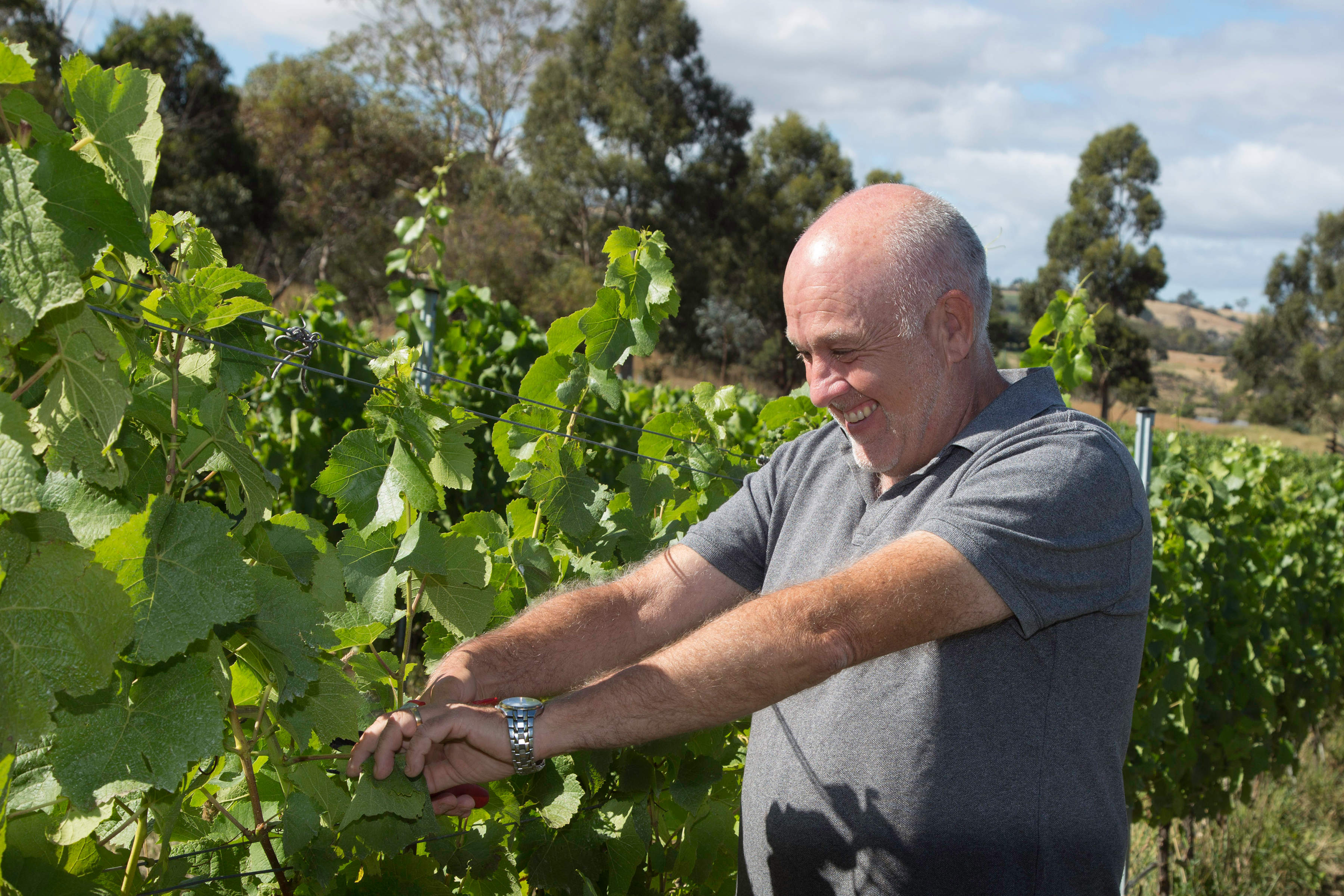 Paul Williams in the vineyard.